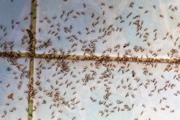 Tipp City Pest Solutions Picture 4