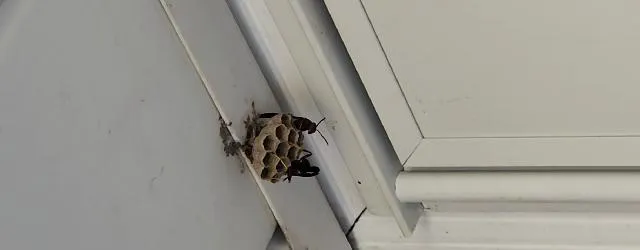 Tipp City Pest Solutions Picture 5