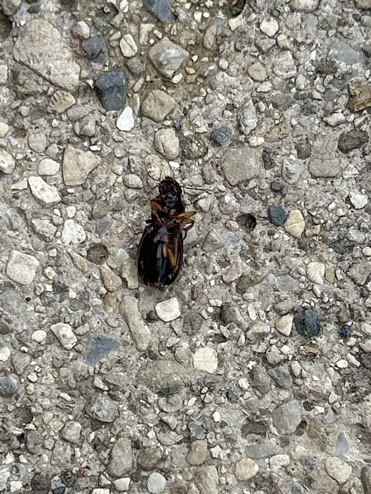 Essential Pest Control Picture 8