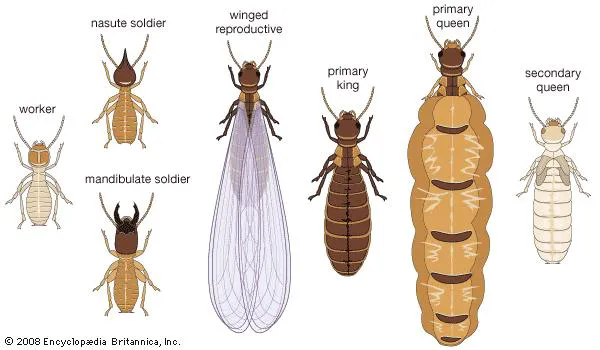 Tri-City Termite and Pest Control Picture 5