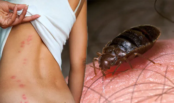 Tri-City Termite and Pest Control Picture 7