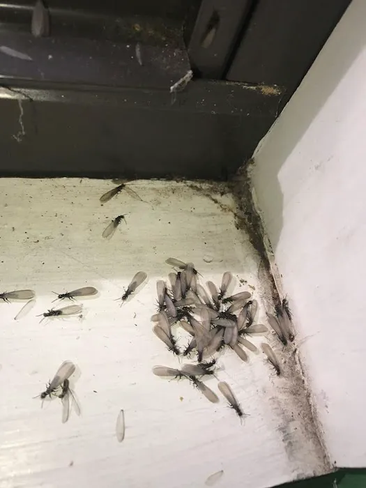 Tri-City Termite and Pest Control Picture 3