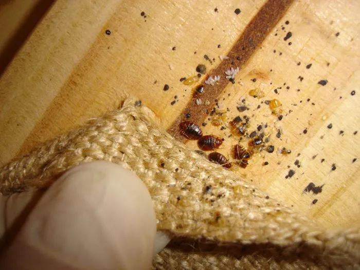 Tri-City Termite and Pest Control Picture 1