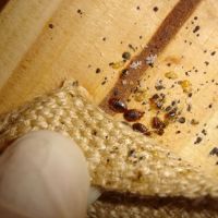 Tri-City Termite and Pest Control ico