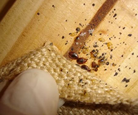 Tri-City Termite and Pest Control