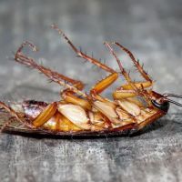 A-1 Able Pest Doctors ico