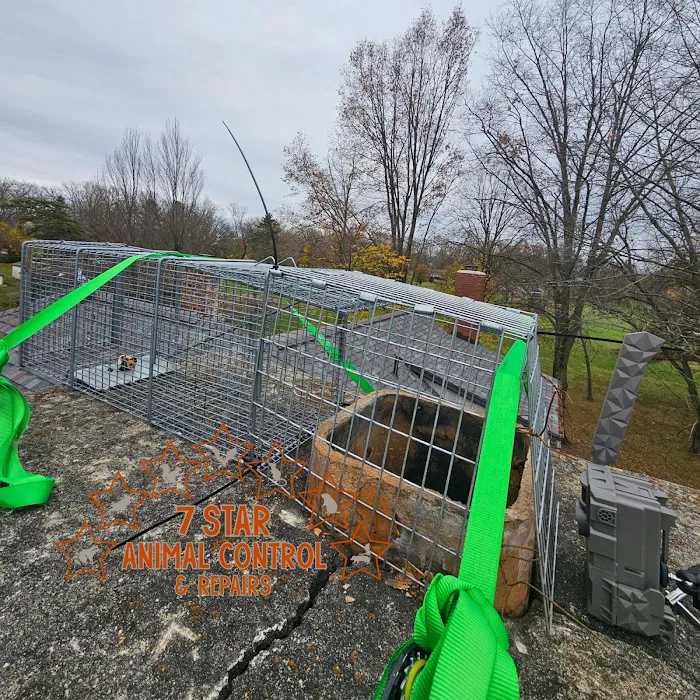 7 Star Animal Control & Repairs LLC Picture 7