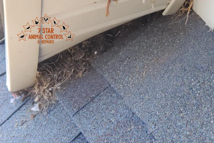 7 Star Animal Control & Repairs LLC Picture 3