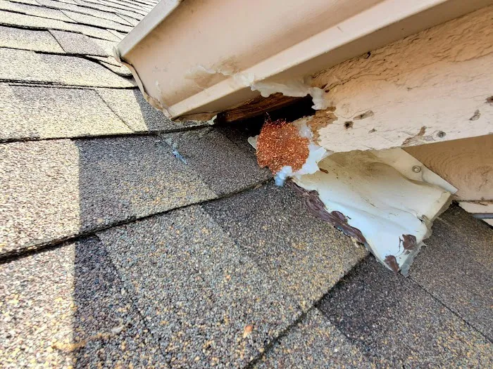 7 Star Animal Control & Repairs LLC Picture 9