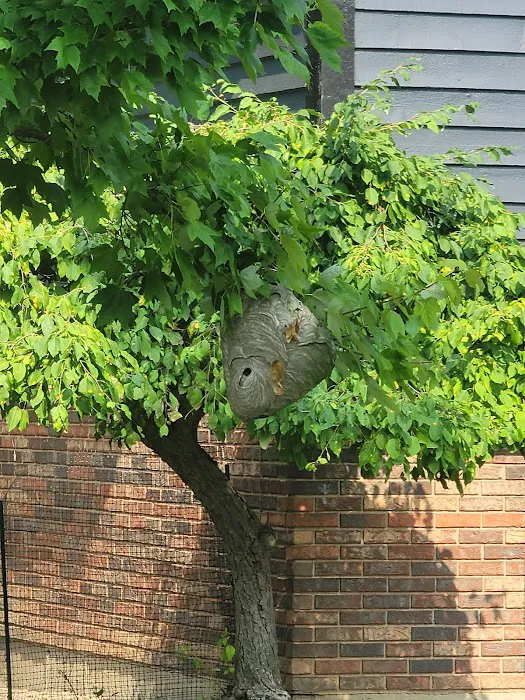 Free Bee Pest Control Picture 1