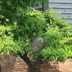 Free Bee Pest Control
