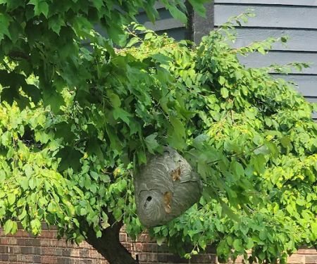Free Bee Pest Control