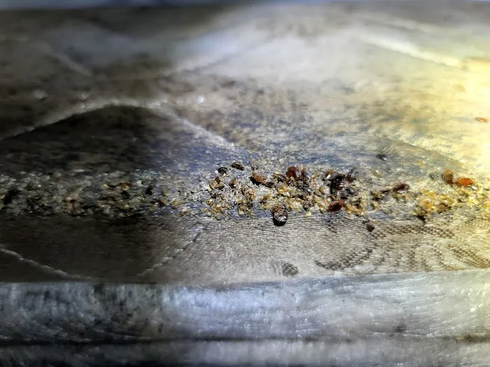 Free Bee Pest Control Picture 5
