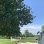 AllPest Pest Control & Wildlife Removal