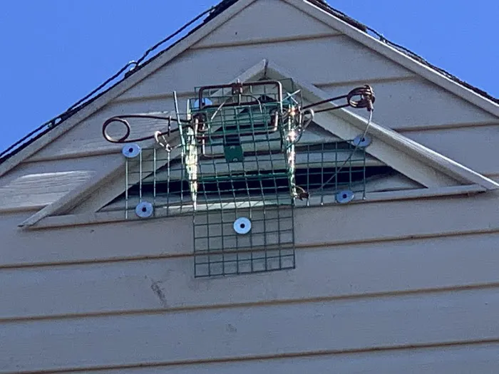 AllPest Pest Control & Wildlife Removal Picture 8