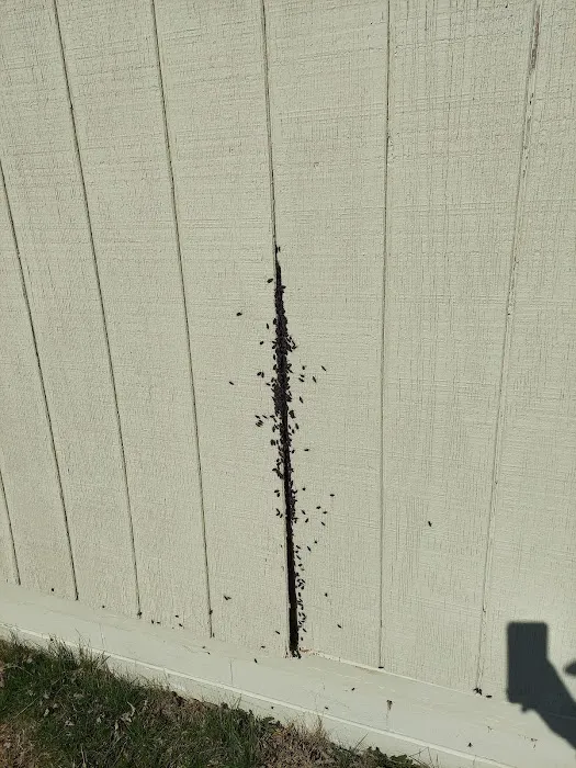 AllPest Pest Control & Wildlife Removal Picture 4