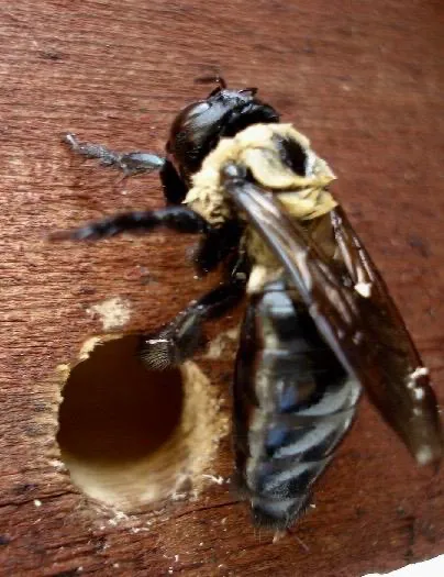 Ohio Exterminating Company Picture 6