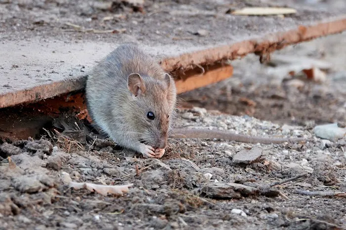 Perfect Choice Pest Control Picture 1