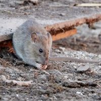 Perfect Choice Pest Control ico