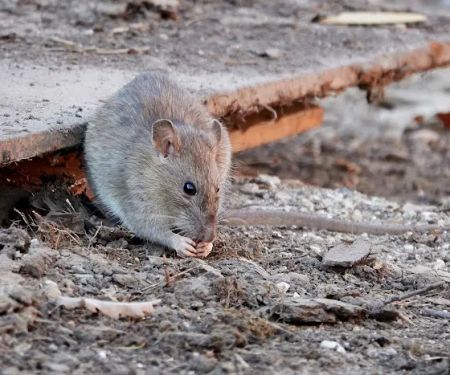 Perfect Choice Pest Control
