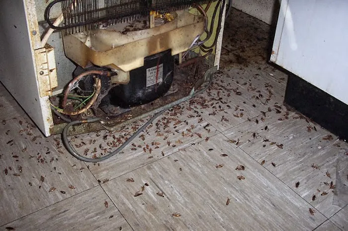 Stryker Pest Control LLC Picture 3