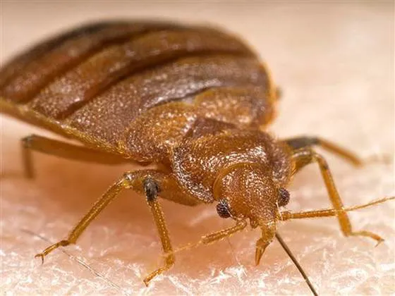 Stryker Pest Control LLC Picture 7