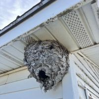 ProGuard Pest Control ico