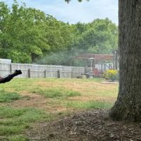 Spray Away Mosquito Control Services ico