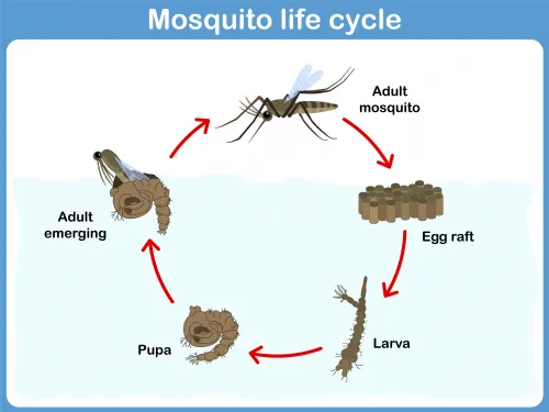 Spray Away Mosquito Control Services Picture 5