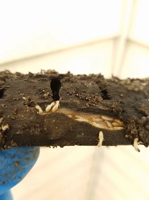 Clearcut Pest Control Picture 4