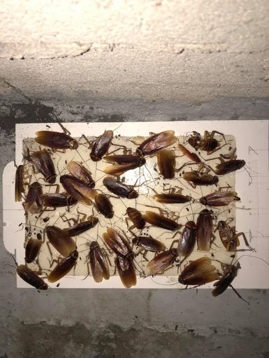 Clearcut Pest Control Picture 6
