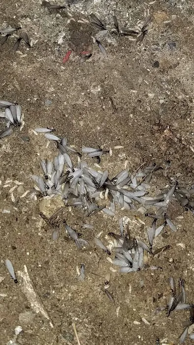 Clearcut Pest Control Picture 7