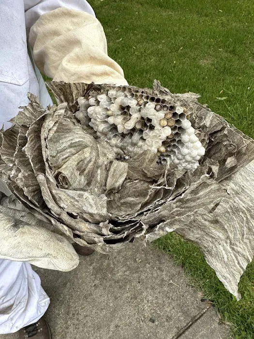 Ray's Pest Control and Wildlife Removal Picture 6