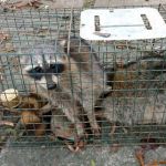 Ray's Pest Control and Wildlife Removal