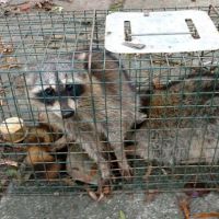 Ray's Pest Control and Wildlife Removal ico