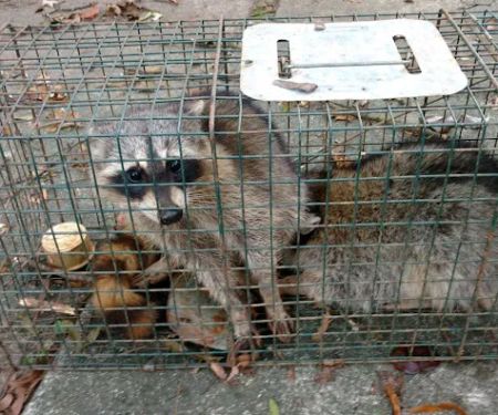 Ray's Pest Control and Wildlife Removal