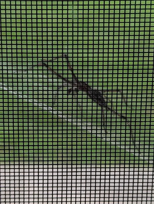 Brewster Pest Control Picture 7