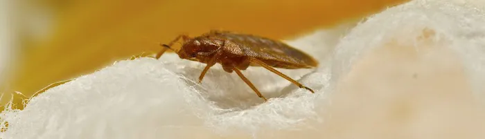 The Pest Control Authority Picture 6