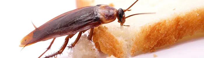 The Pest Control Authority Picture 5