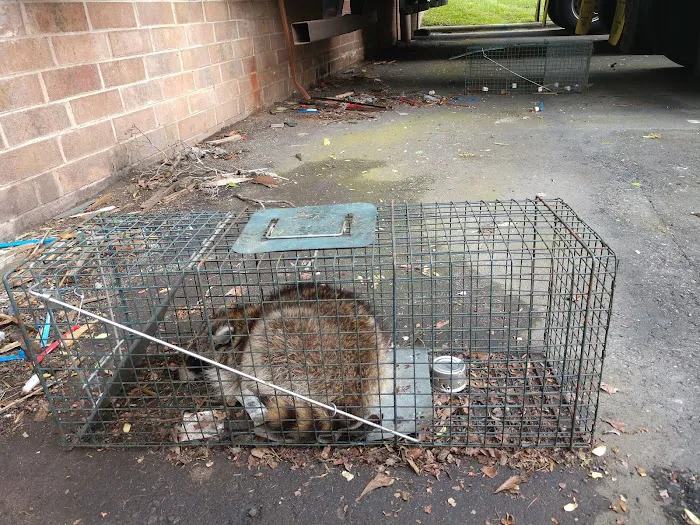 Lyons Wildlife Control & Removal Picture 5