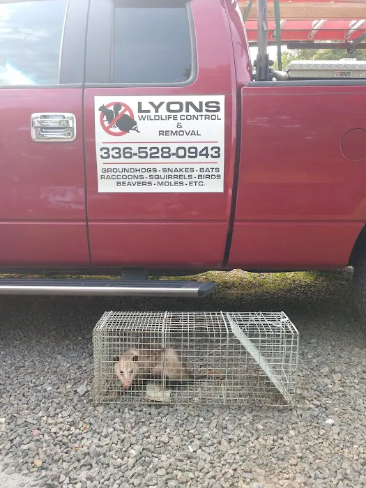 Lyons Wildlife Control & Removal Picture 7