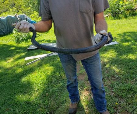 Lyons Wildlife Control & Removal