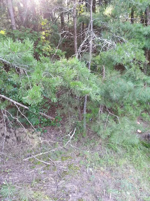 Lyons Wildlife Control & Removal Picture 3