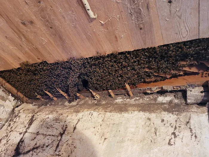 Lyons Wildlife Control & Removal Picture 9