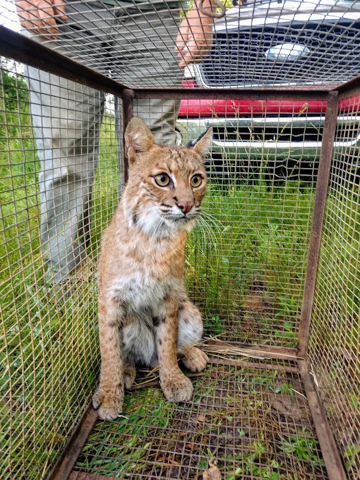 Lyons Wildlife Control & Removal Picture 8