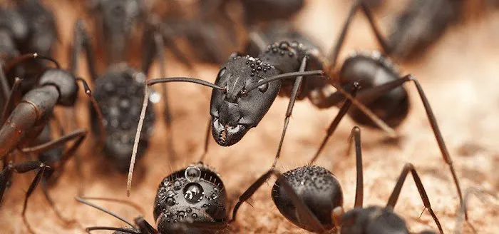 1st Defense Pest Control, Inc. Picture 3