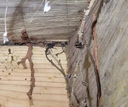 A Better Way Pest Control