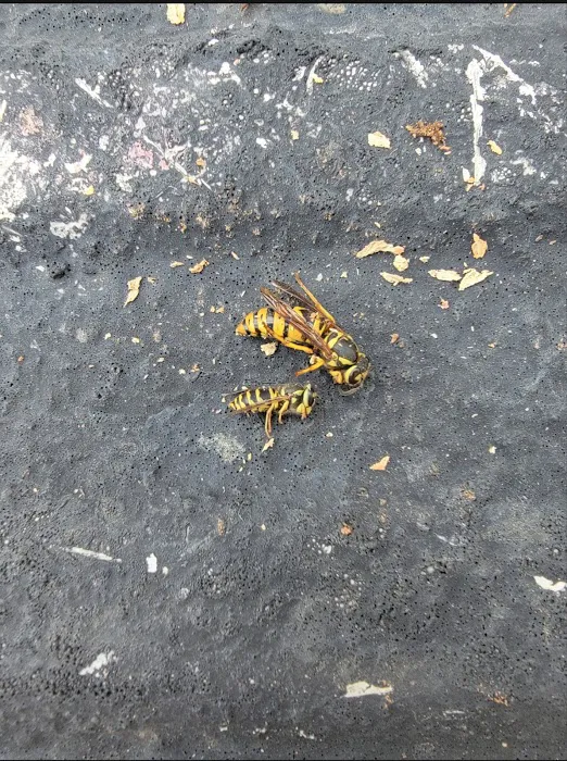 A Better Way Pest Control Picture 3