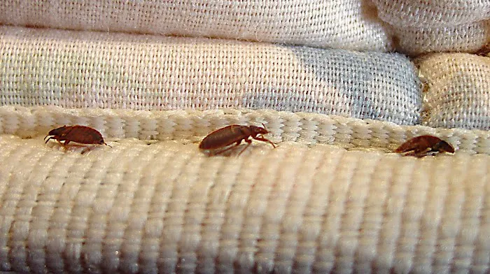 Old River Pest Management LLC Picture 10