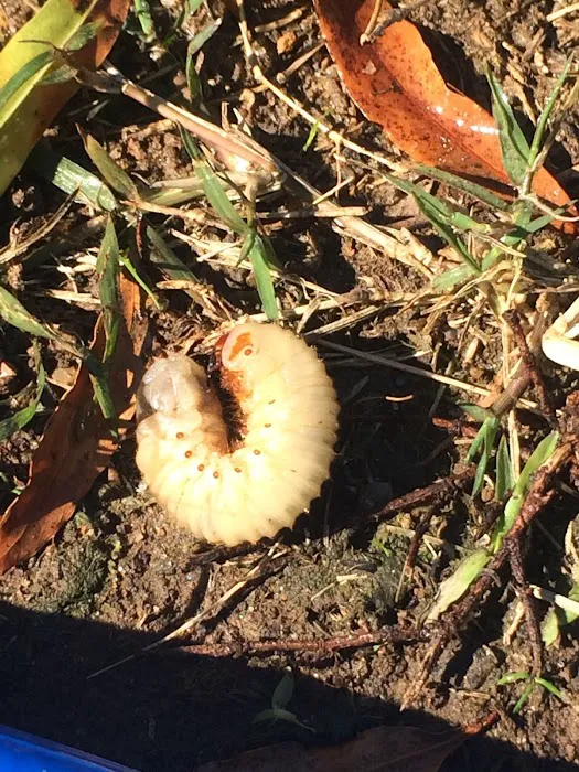 Old River Pest Management LLC Picture 3